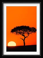 Single Acacia tree at sunrise, Masai Mara, Kenya Fine Art Print