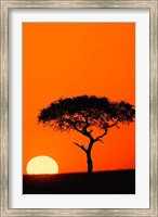 Single Acacia tree at sunrise, Masai Mara, Kenya Fine Art Print