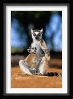 Ring-tailed Lemur primate, Berenty Reserve, Madagascar Fine Art Print