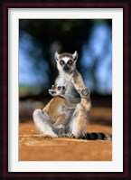Ring-tailed Lemur primate, Berenty Reserve, Madagascar Fine Art Print