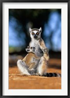 Ring-tailed Lemur primate, Berenty Reserve, Madagascar Fine Art Print