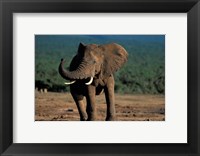 South Africa, Addo Elephant NP, Angry Bull Elephant Fine Art Print