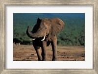 South Africa, Addo Elephant NP, Angry Bull Elephant Fine Art Print