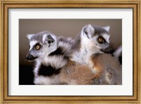 Ring-tailed Lemurs, Berenty Private Reserve, Madagascar Fine Art Print