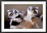 Ring-tailed Lemurs, Berenty Private Reserve, Madagascar Fine Art Print