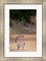 Ring-tailed Lemur, Berenty Reserve, Madagascar Fine Art Print