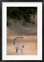 Ring-tailed Lemur, Berenty Reserve, Madagascar Fine Art Print