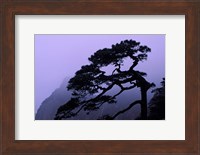 Seeing Off Pine Tree on Mt Huangshan (Yellow Mountain), China Fine Art Print