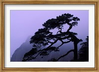 Seeing Off Pine Tree on Mt Huangshan (Yellow Mountain), China Fine Art Print