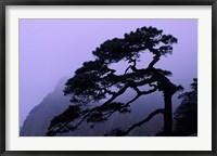 Seeing Off Pine Tree on Mt Huangshan (Yellow Mountain), China Fine Art Print