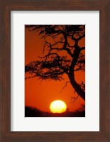 Silhouetted Tree Branches, Kalahari Desert, Kgalagadi Transfrontier Park, South Africa Fine Art Print