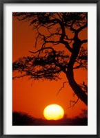 Silhouetted Tree Branches, Kalahari Desert, Kgalagadi Transfrontier Park, South Africa Fine Art Print