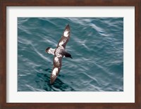 Sea Bird of Cape Petrel, Antarctica Fine Art Print