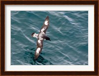 Sea Bird of Cape Petrel, Antarctica Fine Art Print