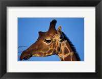 Reticulated Giraffe, Kenya Fine Art Print