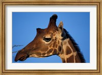 Reticulated Giraffe, Kenya Fine Art Print