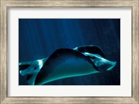 Short-Tailed Sting Ray, Two Oceans Aquarium, Cape Town, South Africa Fine Art Print