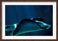 Short-Tailed Sting Ray, Two Oceans Aquarium, Cape Town, South Africa Fine Art Print