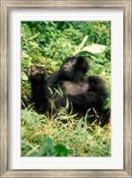 Rwanda, Six year old mountain Gorilla, March Fine Art Print