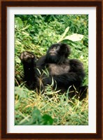 Rwanda, Six year old mountain Gorilla, March Fine Art Print
