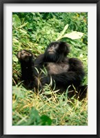 Rwanda, Six year old mountain Gorilla, March Fine Art Print