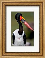 Saddle-Billed Stork Portrait, Tanzania Fine Art Print
