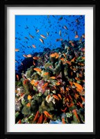 Scalefin Anthias Fish at Habili Ali, Red Sea, Egypt Fine Art Print