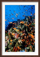 Scalefin Anthias Fish at Habili Ali, Red Sea, Egypt Fine Art Print