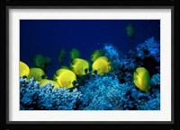 School of Masked Butterflyfish, Red Sea, Egypt Fine Art Print