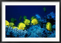 School of Masked Butterflyfish, Red Sea, Egypt Fine Art Print