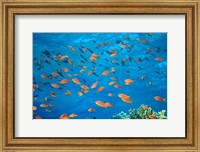 Scalefin Anthias, Elphinstone Reef, Red Sea, Egypt Fine Art Print