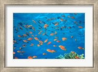 Scalefin Anthias, Elphinstone Reef, Red Sea, Egypt Fine Art Print