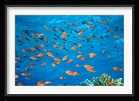 Scalefin Anthias, Elphinstone Reef, Red Sea, Egypt Fine Art Print