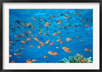 Scalefin Anthias, Elphinstone Reef, Red Sea, Egypt Fine Art Print