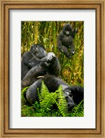 Rwanda, Silverback, Mountain Gorillas Fine Art Print