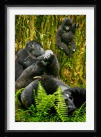 Rwanda, Silverback, Mountain Gorillas Fine Art Print
