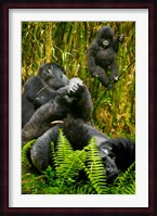 Rwanda, Silverback, Mountain Gorillas Fine Art Print
