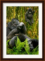 Rwanda, Silverback, Mountain Gorillas Fine Art Print