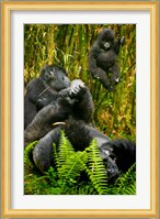 Rwanda, Silverback, Mountain Gorillas Fine Art Print