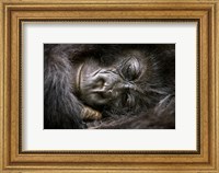 Rwanda, Volcanoes NP, Mountain Gorilla Sleeping Fine Art Print