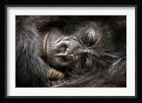 Rwanda, Volcanoes NP, Mountain Gorilla Sleeping Fine Art Print