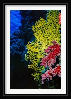 Corals at Abu Basala, Red Sea, Egypt Fine Art Print
