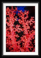 Coral at Abu Soma Arbaa, Red Sea, Egypt Fine Art Print