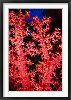 Coral at Abu Soma Arbaa, Red Sea, Egypt Fine Art Print