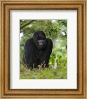 Rwanda, Kigoma, Mountain Gorilla, No 3 Silverback Fine Art Print