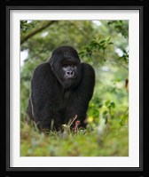 Rwanda, Kigoma, Mountain Gorilla, No 3 Silverback Fine Art Print