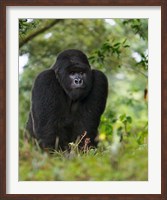 Rwanda, Kigoma, Mountain Gorilla, No 3 Silverback Fine Art Print