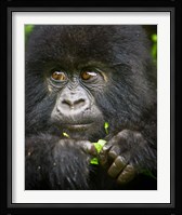 Rwanda, Volcanoes NP, Close up of a Mountain Gorilla Fine Art Print