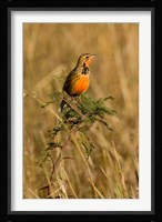 Rosy-breasted Longclaw bird, Maasai Mara Kenya Fine Art Print