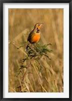 Rosy-breasted Longclaw bird, Maasai Mara Kenya Fine Art Print